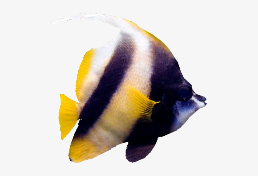 Red Sea Bannerfish - Wiki, transparent png #471843