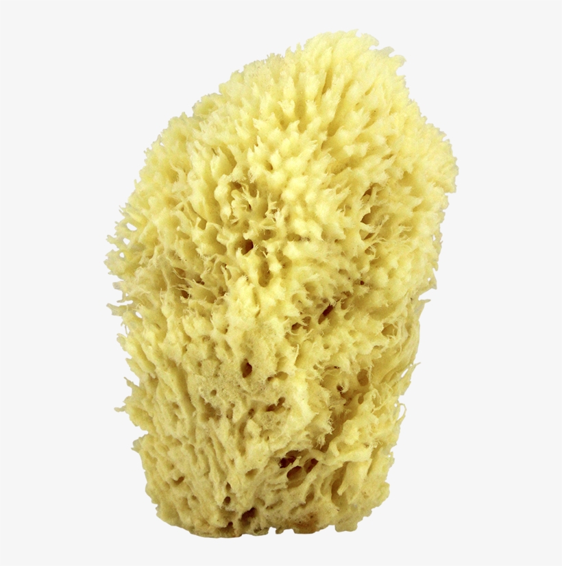 Sea Wool Natural Bath Sponge 6" - Sea Sponge Png, transparent png #471887