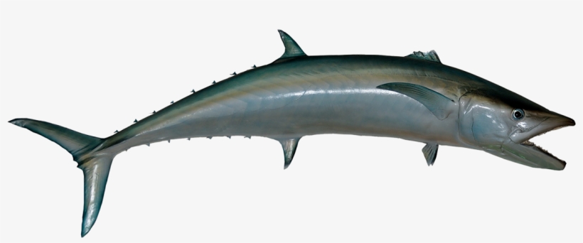 Download Amazing High-quality Latest Png Images Transparent - King Mackerel, transparent png #471931