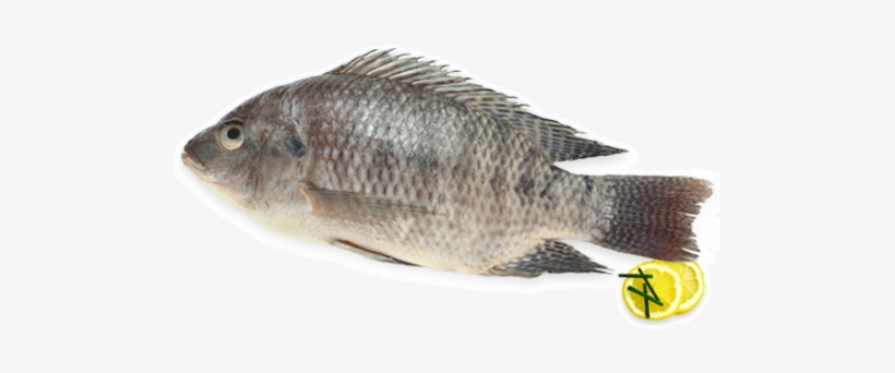 Fresh Water Fishes - Tilapia, transparent png #471998