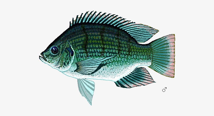 Sagalgm0 - Fresh Water As Animals Habitat, transparent png #472068