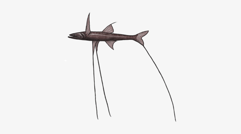Tripod - Bronze Hammerhead Shark, transparent png #472148