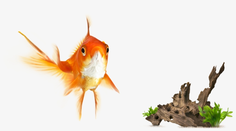 Global Pet Foods Hrm - Cat Fish, transparent png #472167