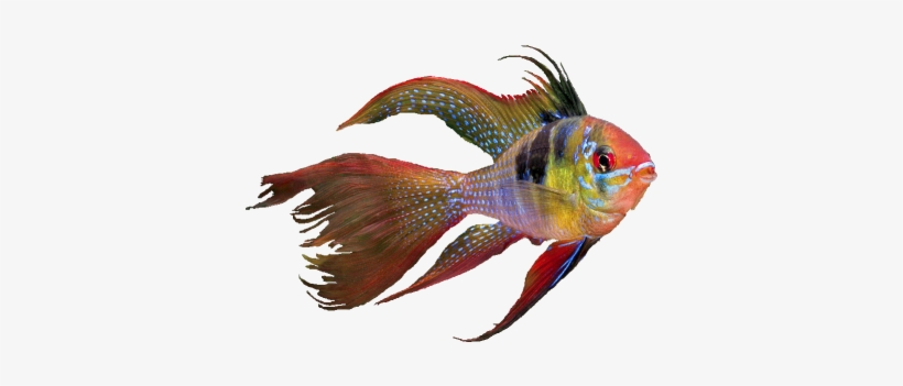 Velik Izbor Hrane I Opreme Za Vaše Kućne Ljubimce - Coral Reef Fish, transparent png #472224