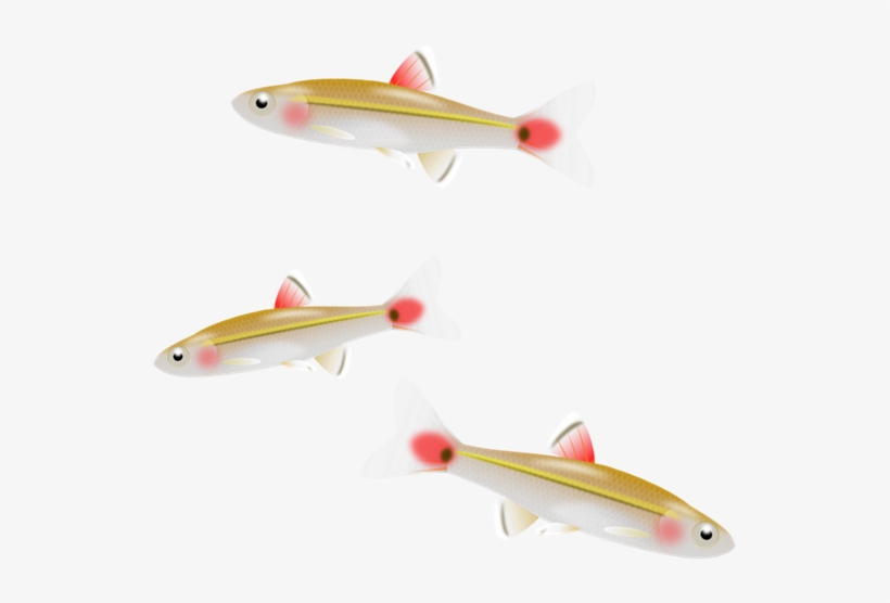 Fish Minnow Clip Art - Clip Art - Free Transparent PNG Download