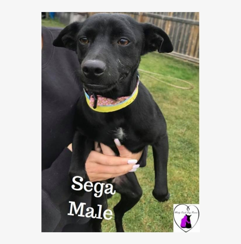 Sega - Formosan Mountain Dog, transparent png #472825