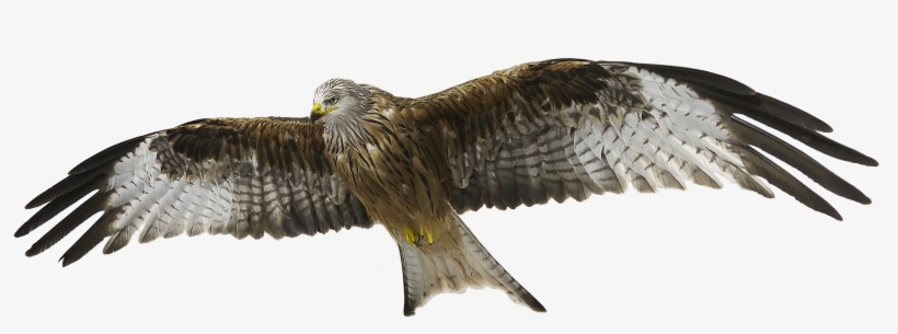 Red Kite, Red Milan, Milan - Red Hawk Transparent Background, transparent png #473001