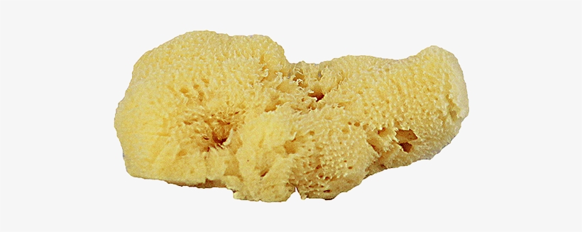 Home - Facial, transparent png #473287