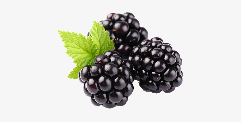 Blackberry Fruit Png Clipart - Blackberry Fruit, transparent png #473305