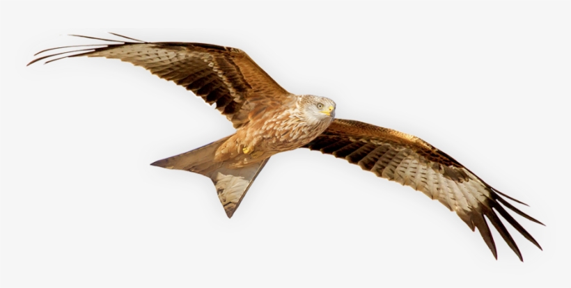 The Ii International Symposium Of Red Kite - Red Kite Bird Png, transparent png #473460