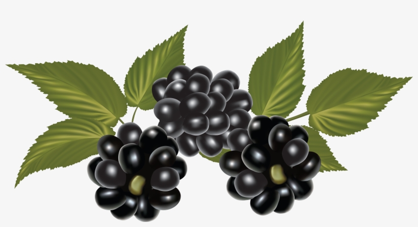 Blackberry Png, transparent png #473586