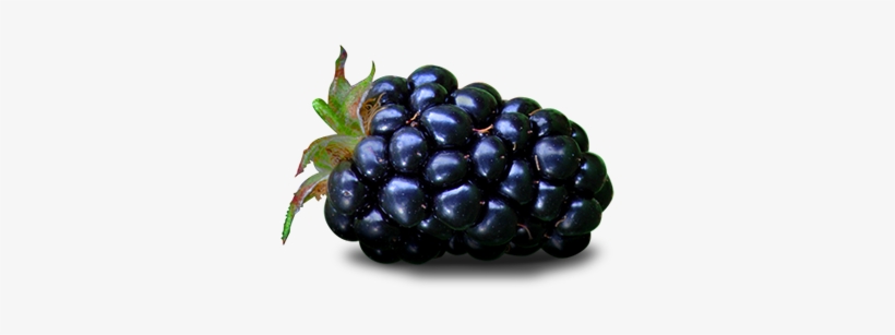 Blackberry Fruit Png File - Topco Hot Stuff Blackberry Warming Massage Oil - 6oz, transparent png #473787