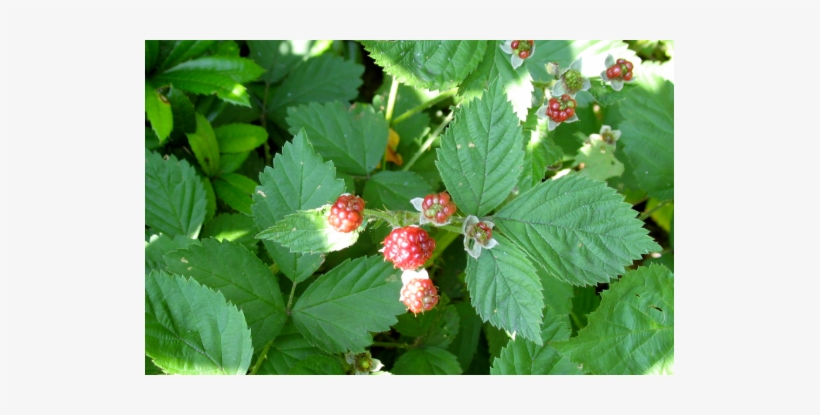 Blackberry Leaves - Frutti Di Bosco, transparent png #474422