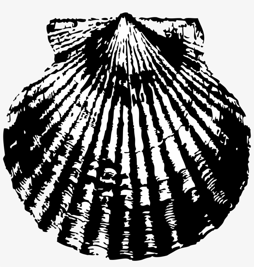 Scallop Png, transparent png #474848