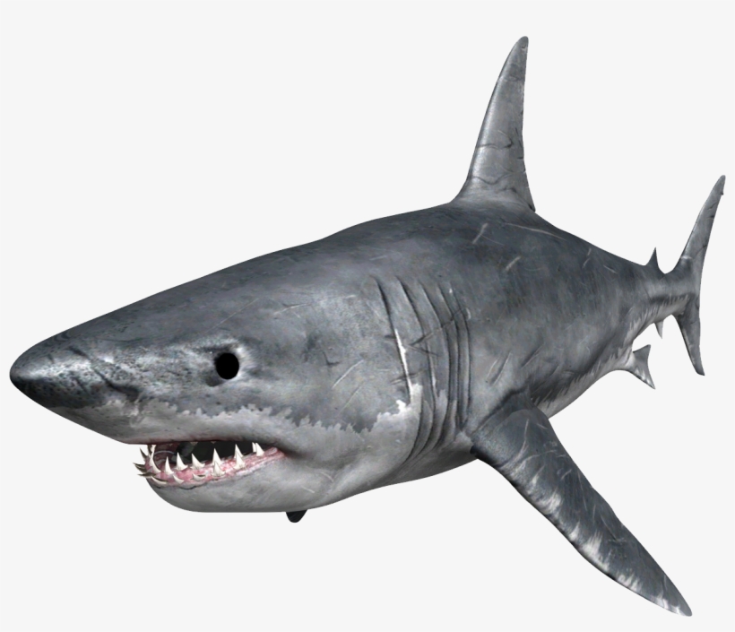 Shark Png - Great White Shark Png, transparent png #477736