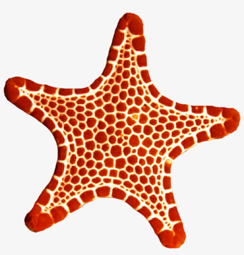 Sea Star Png Photo - Sea Star Png, transparent png #478884