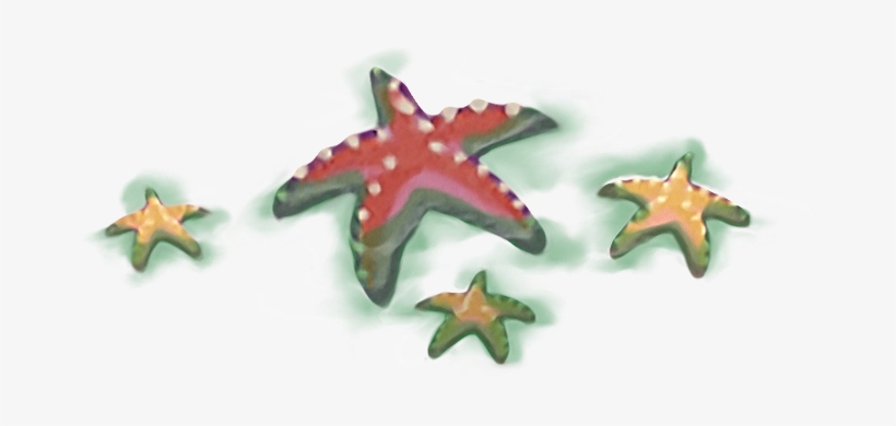 Seastar Path - Starfish, transparent png #479343