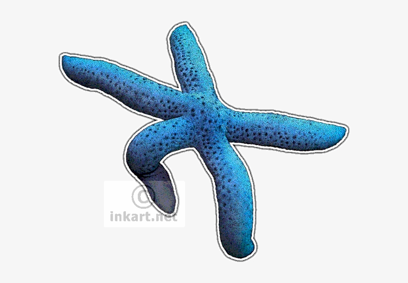 Blue Sea Star Decal - Starfish, transparent png #479501