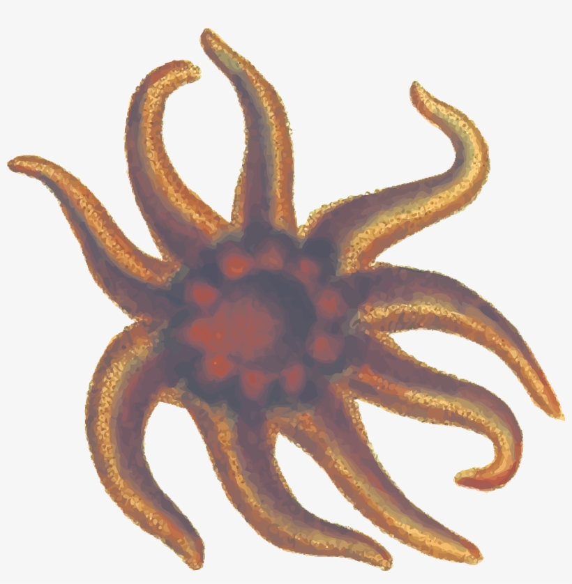 This Free Icons Png Design Of Seastar 2, transparent png #479531