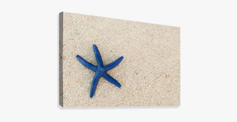 Fiji, Viti Levu Island, Blue Sea Star On Beach At Shangri-la - Great Big Canvas Greg Vaughn Poster Print Entitled, transparent png #479630