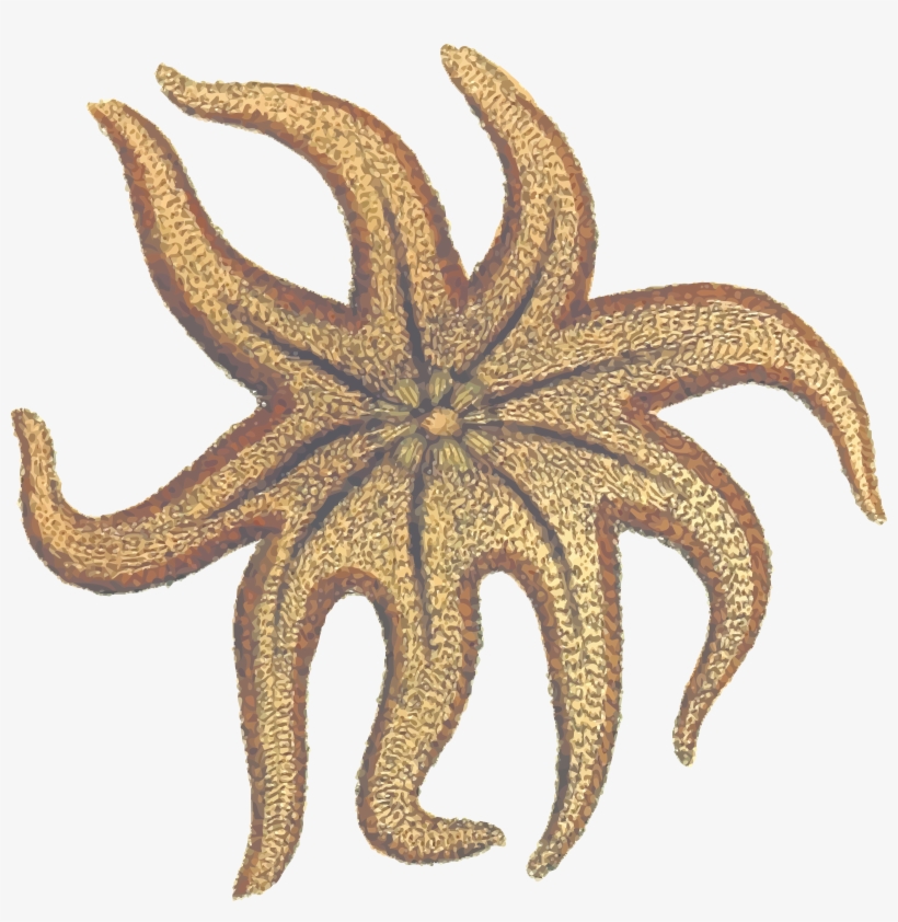 This Free Icons Png Design Of Seastar, transparent png #479700