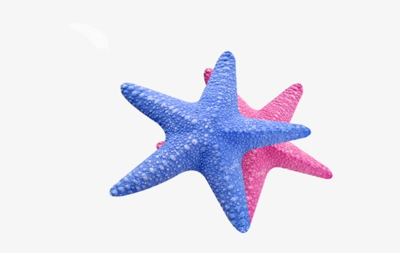 Sea Star Transparent - Sea Star Png Transparent, transparent png #479801