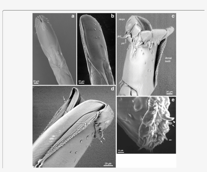 Download - Common Fig, transparent png #4702640