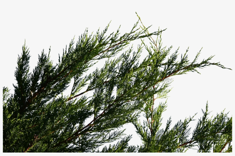 Fir, transparent png #4704557