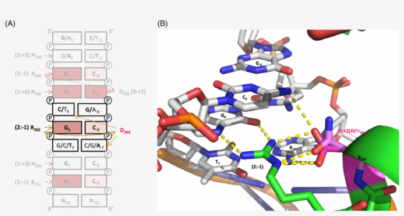 The Interactions Of Klf7 With Target Dna Sequence - Dna, transparent png #4706399