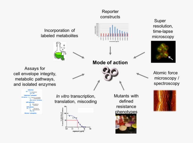 Team Brötz-oesterhelt - Three Gears, transparent png #4706403