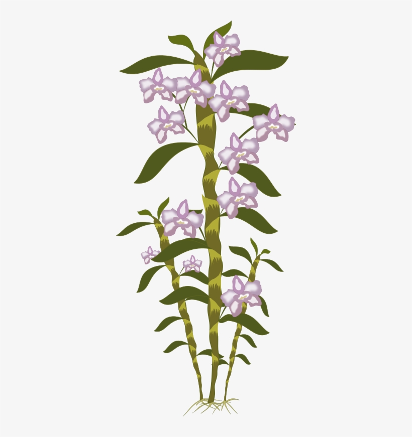 Free To Use Public Domain Plants Clip Art - Portable Network Graphics, transparent png #4711602