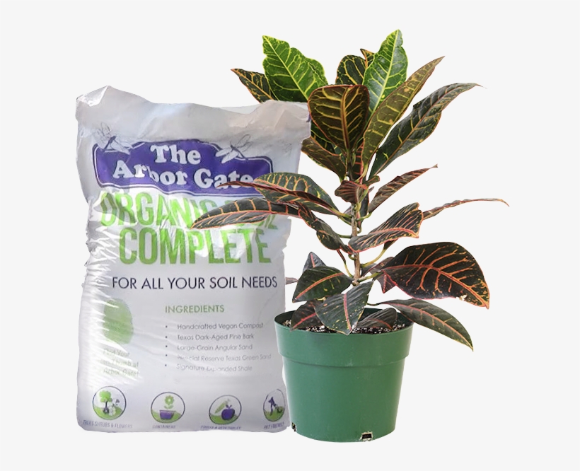 Or Call 281 351-8851 Reserve For Pick Up - Feng Shui Plants For Front Door, transparent png #4712030