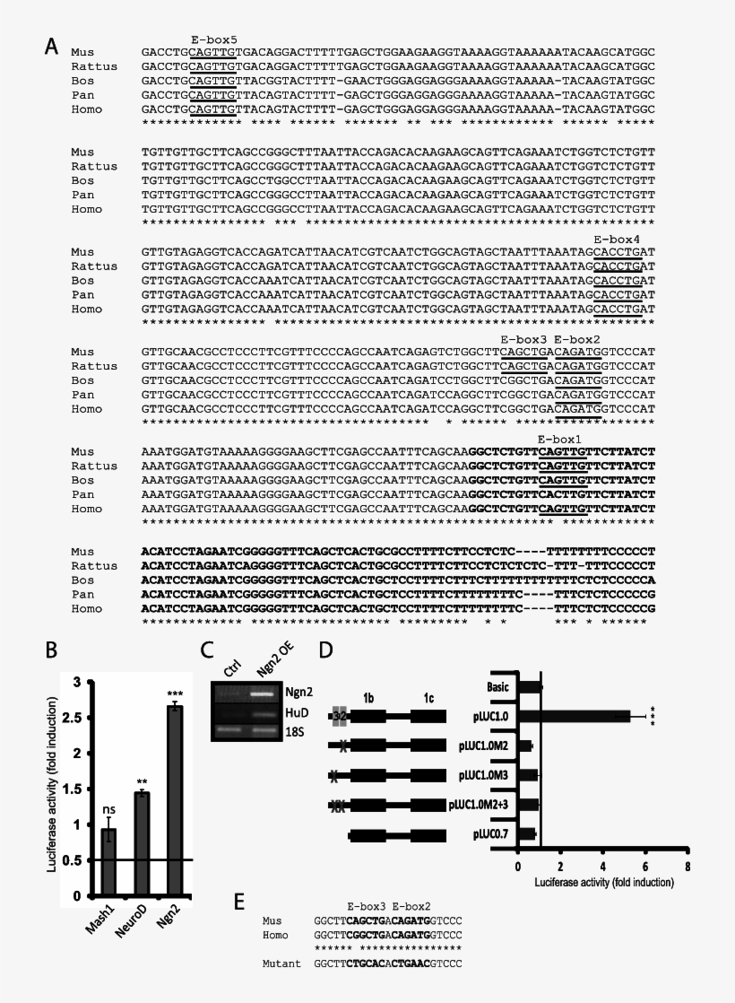 Ngn2 Promotes Reporter Activity Via Two E-boxes In - Document, transparent png #4714904