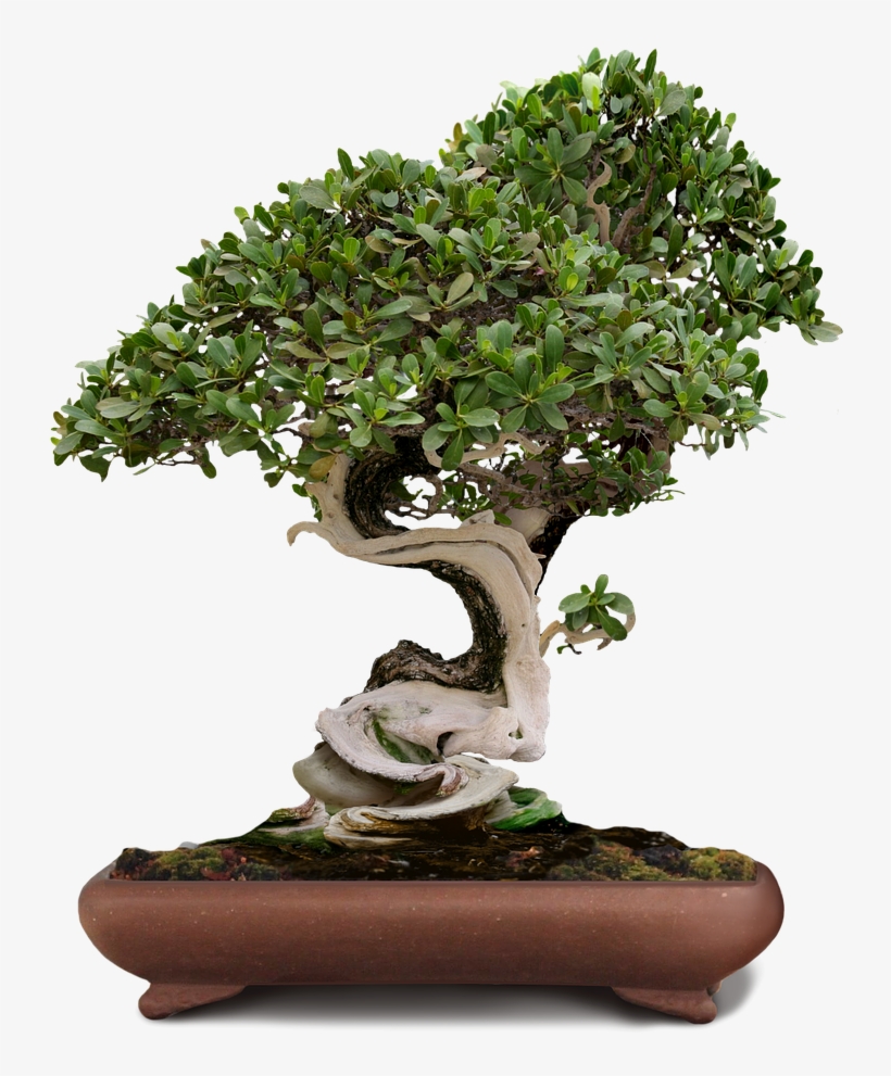 Bonsai Bonsai Tree Green Tree Png Image - Bonsai Plant Png, transparent png #4718786