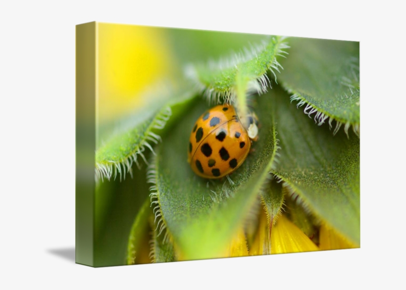 By Marina Castillo - Gallery-wrapped Canvas Art Print 16 X 11 Entitled Ladybug, transparent png #4721198