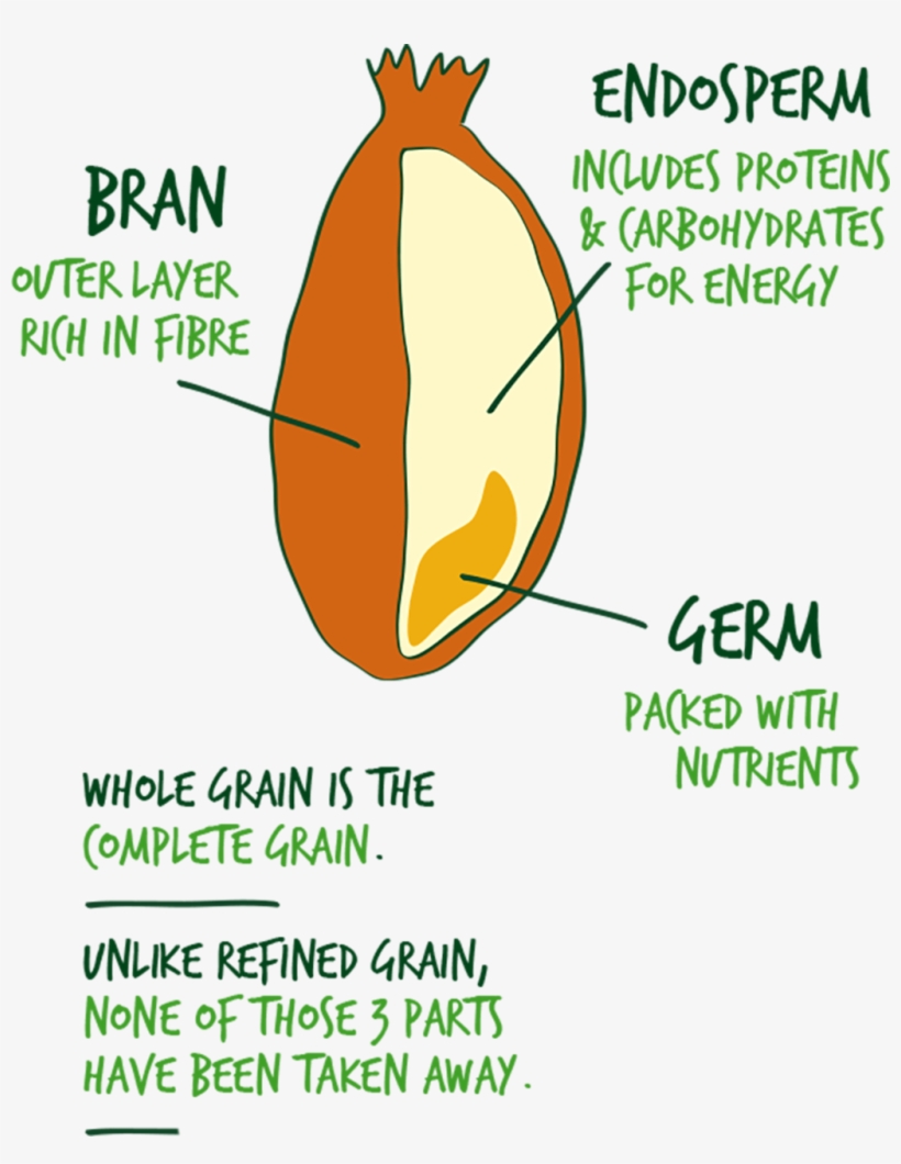 Illustration Of A Whole Grain - Parts Of Cereal Grain, transparent png #4723693
