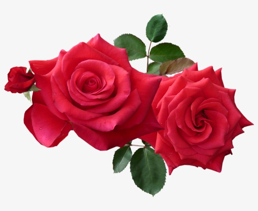 Rose Png - Roses Png, transparent png #4726158