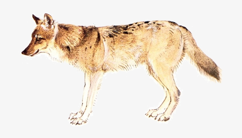 45 Million Years Ago Up To Around 2 Million Years Ago - Wolf, transparent png #4727731