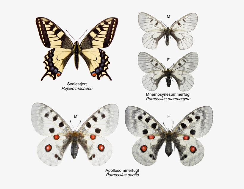 Svalestjerter - Papilionidae - Oregon Swallowtail Butterfly Tile Coaster, transparent png #4727871