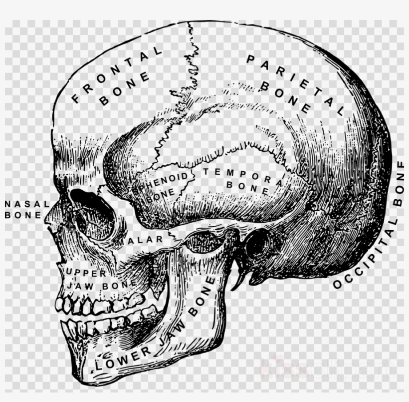 Anatomical - Vintage Halloween Clip Art Black And White, transparent png #4728709