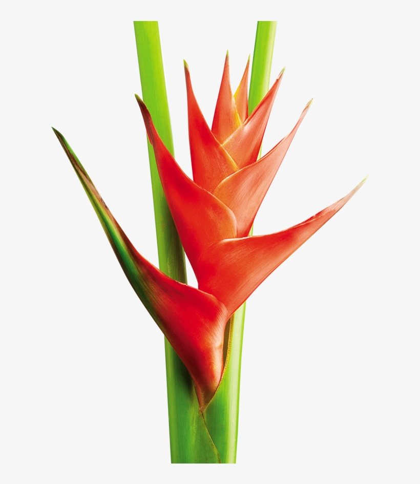 Heliconia Png - Heliconea Png, transparent png #4729605
