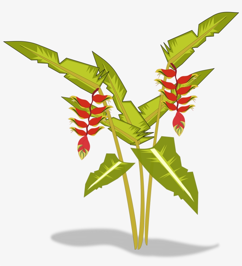 Heliconia Png, transparent png #4729664
