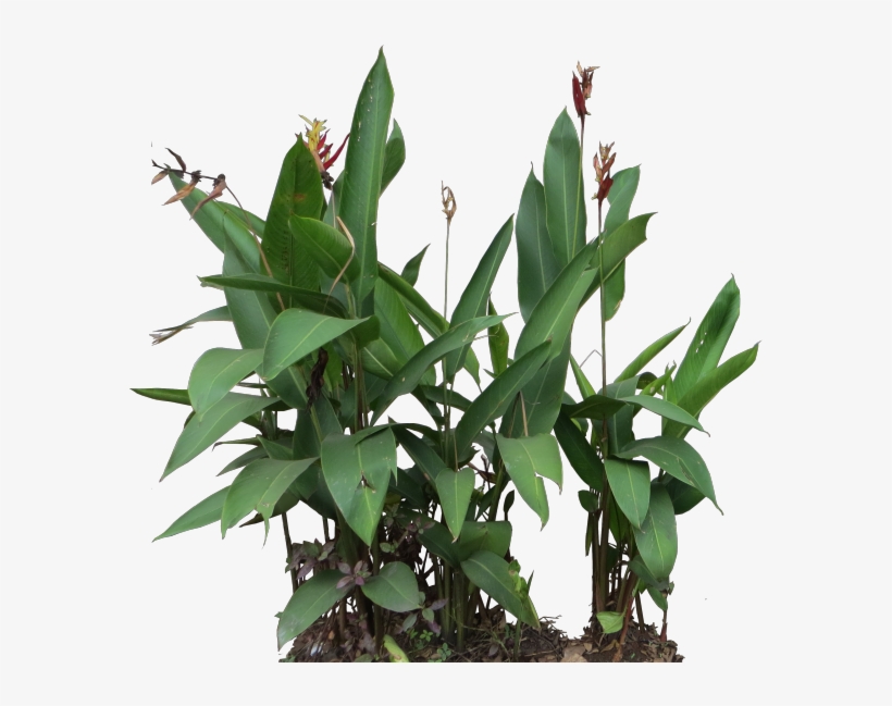 Heliconia Psittacorum - Heliconia Psittacorum Png, transparent png #4729711