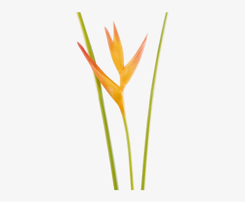 Mini Heliconia Opal - Lobster-claws, transparent png #4729809