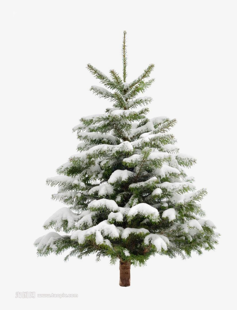 Pine Tree Snow Christmas Fir Trees Transprent Clip - Pine Tree Png, transparent png #4732808