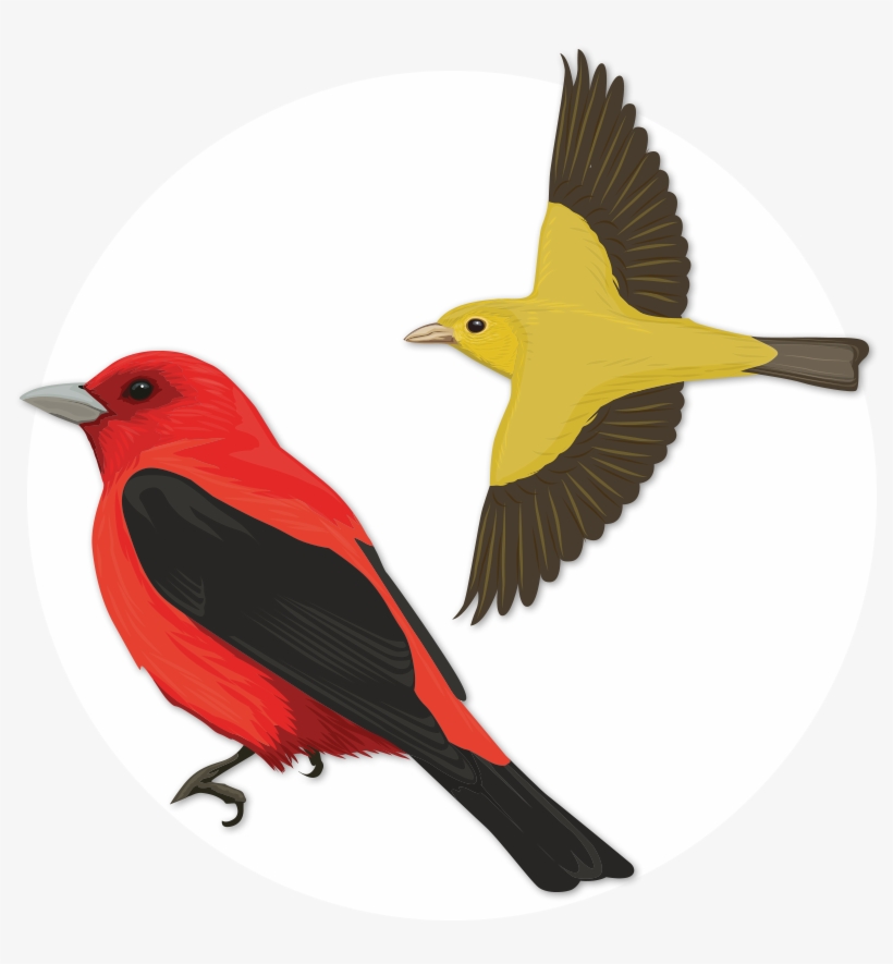 Scarlet Tanager, transparent png #4733057