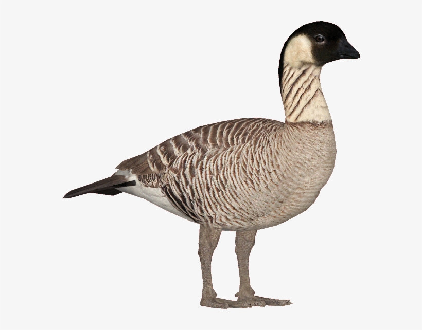 Nenegooseghost - Nene Goose, transparent png #4733232
