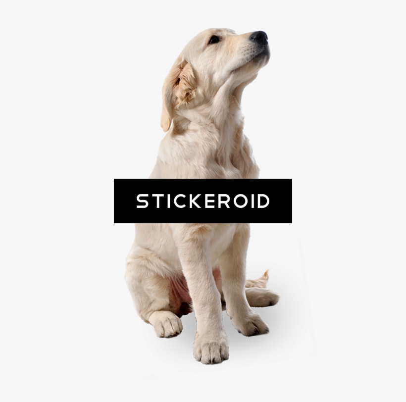 Dog Dogs - Pany Pamy Professional Slicker Brush Self-cleaning, transparent png #4733773