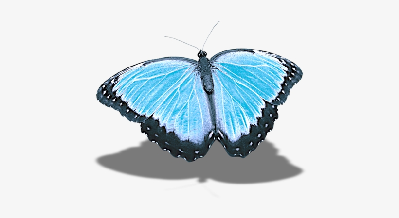 Butterfly, Png, Without Background, Shadow - Lepidoptera, transparent png #4733877