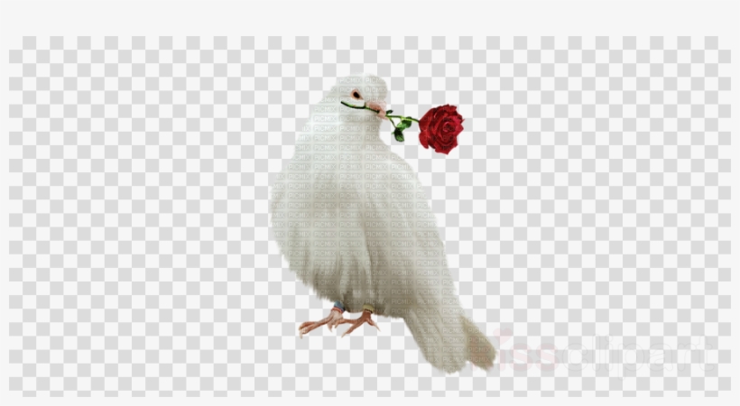 Dove Png Clipart Pigeons And Doves Racing Homer Homing - Clip Art, transparent png #4733879